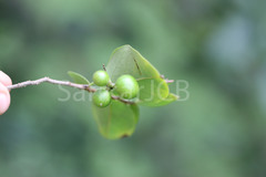 Orophea uniflora